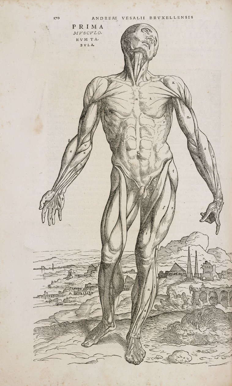 Músculos Visão frontal dos músculos superficiais do corpo humano masculino de Unbekannt