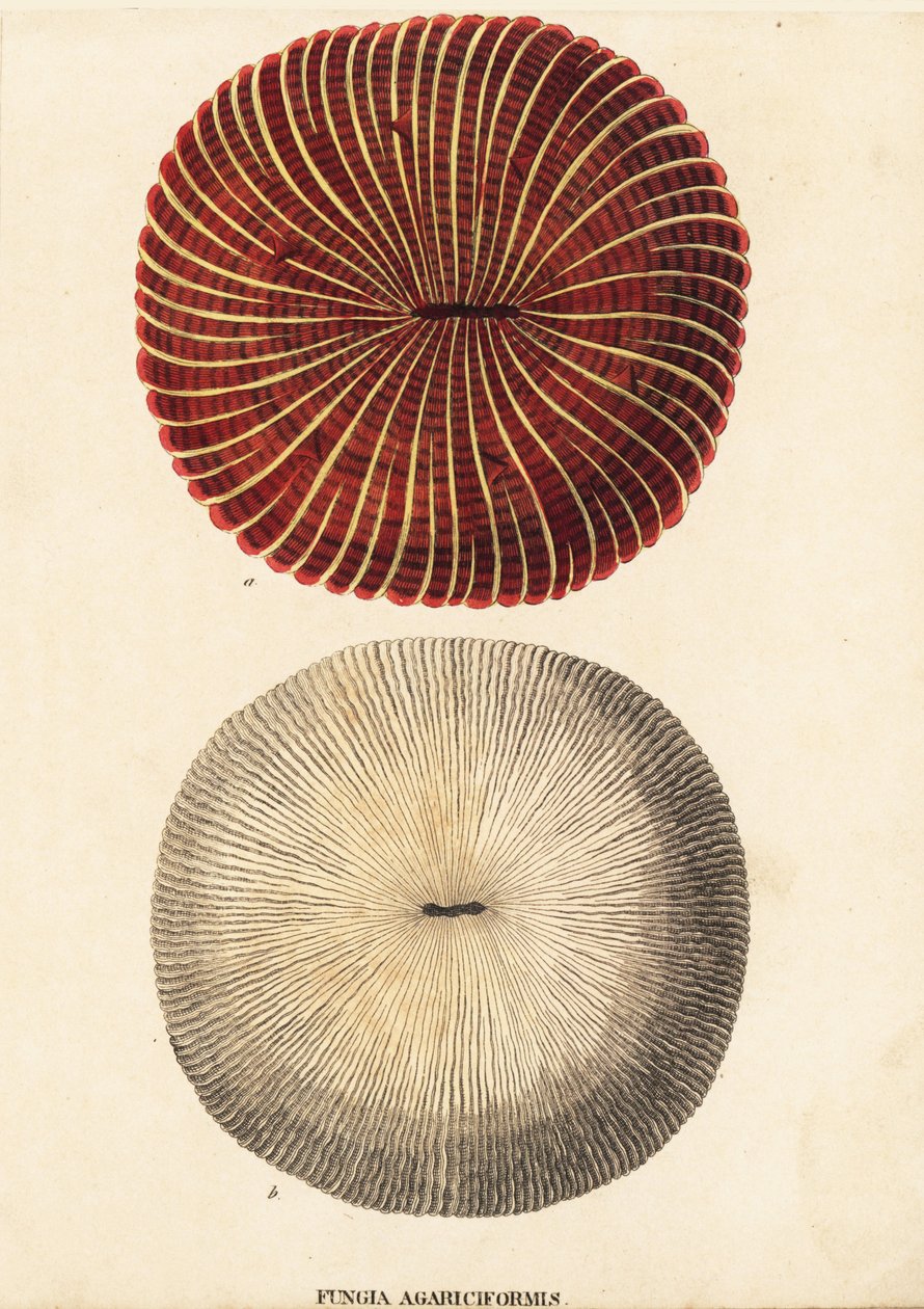 Cogumelo coral, Fungia fungites (Fungia agariciformis). Gravura em metal aço colorida à mão da Galeria de História Natural de Georg Friedrich Treitschke, Naturhistorischer Bildersaal des Thierreiches, Liepzig-1842. de Unbekannter Künstler