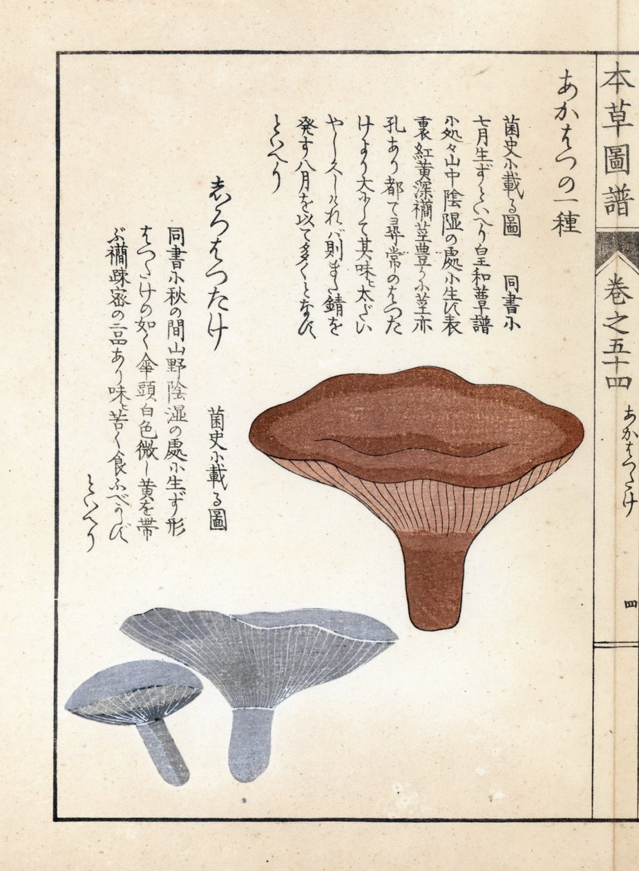 Cogumelos: akahatsu lacatire e shirohatsudake branco - gravura japonesa de Kanen Iwasaki (1786-1842), de Honzo Zufu, guia ilustrativo de plantas medicinais de Unbekannter Künstler