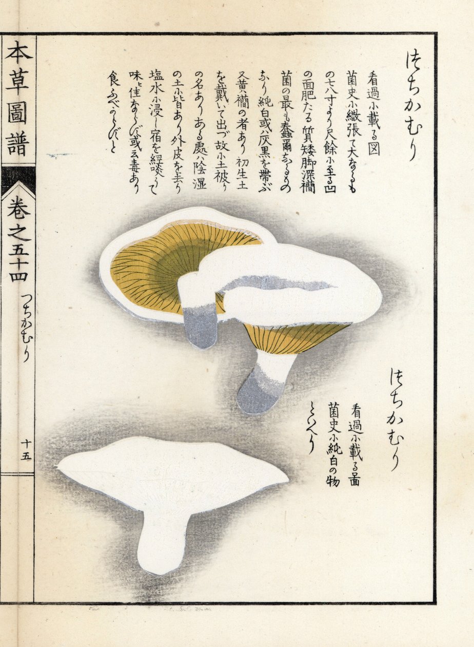 Cogumelos: pimenta de leite - gravura japonesa de Kanen Iwasaki (1786-1842), de Honzo Zufu, guia ilustrativo de plantas medicinais de Unbekannter Künstler