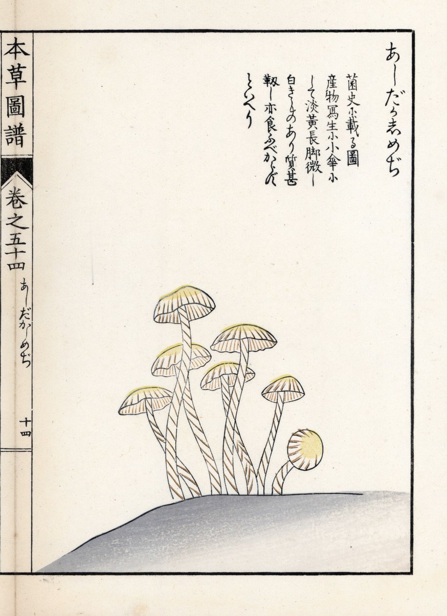 Cogumelos: shimeji ashitaka - gravura japonesa de Kanen Iwasaki (1786-1842), de Honzo Zufu, guia ilustrativo de plantas medicinais de Unbekannter Künstler
