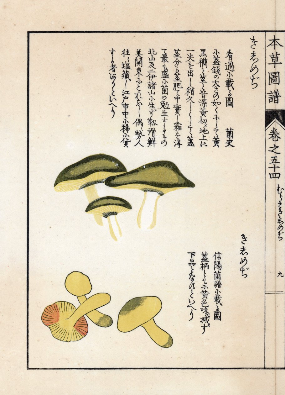 Cogumelos: variedades de tricolomas equestres ou cavaleiros (ou amarelos) - gravura japonesa de Kanen Iwasaki (1786-1842), de Honzo Zufu, guia ilustrativo de plantas medicinais de Unbekannter Künstler