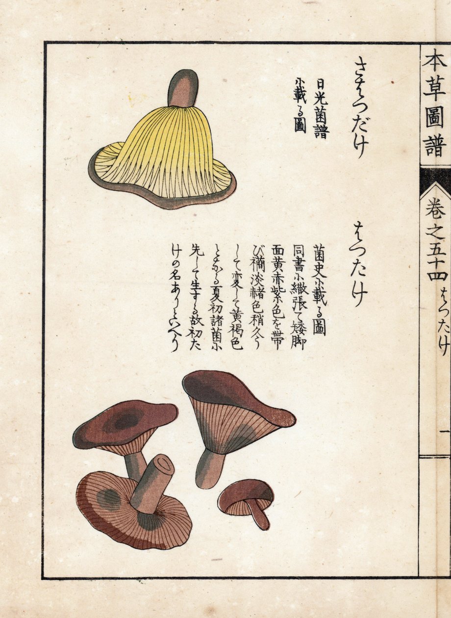 Cogumelos: variedades de precoces de leite (comestíveis) - gravura japonesa de Kanen Iwasaki (1786-1842), de Honzo Zufu, guia ilustrativo de plantas medicinais de Unbekannter Künstler