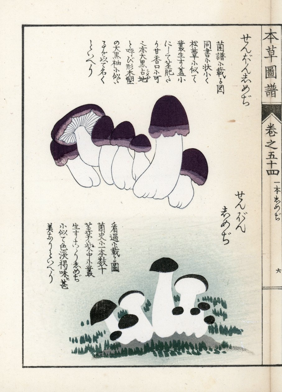 Cogumelos: variedades de shimeji (comestíveis) - gravura japonesa de Kanen Iwasaki (1786-1842), de Honzo Zufu, guia ilustrativo de plantas medicinais de Unbekannter Künstler
