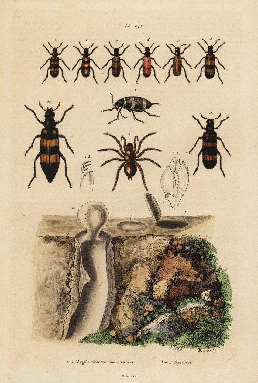 Aranha alçapão Mygalomorph e seu ninho, e escaravelhos, espécies Mylabris de Unbekannt