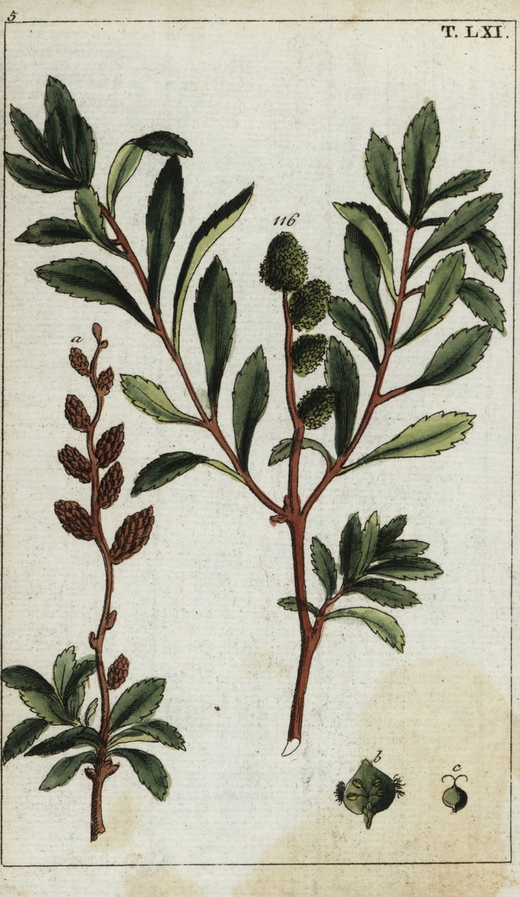 Ventania de Myrica de Unbekannter Künstler