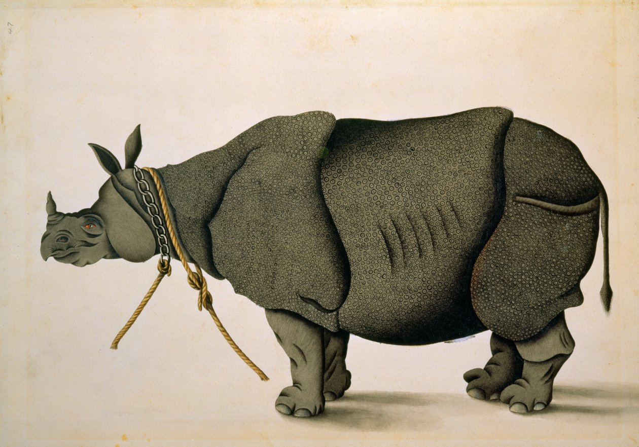 NHD-32 (47) Rinoceronte possivelmente da Colecção Francis Buchanan, c.1800, artista desconhecido de Unbekannter Künstler