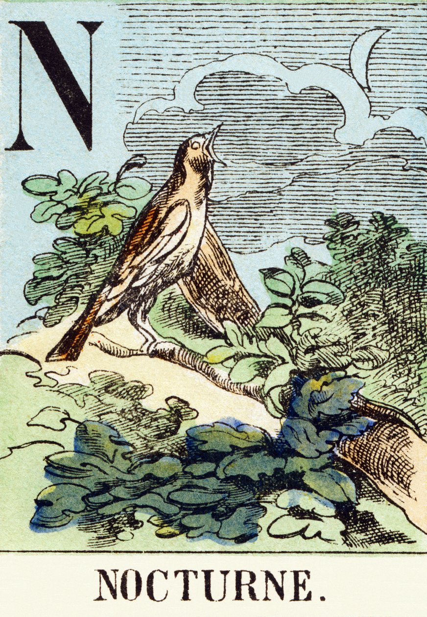 N: Nocturne - O Alfabeto de Caça, c.1890 (gravura) de Unbekannt