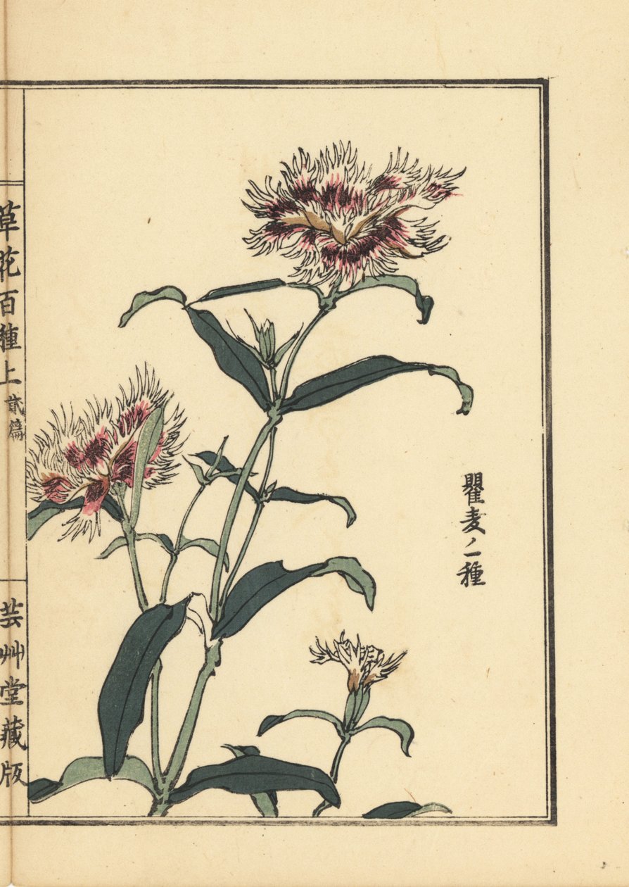 Nadeshiko ou rosa com franjas, Dianthus monspessulanus. Gravura em madeira colorida à mão de Kono Bairei de Kusa Bana Hyakushu (Cem Variedades de Flores), Tóquio, Yamada de Unbekannter Künstler