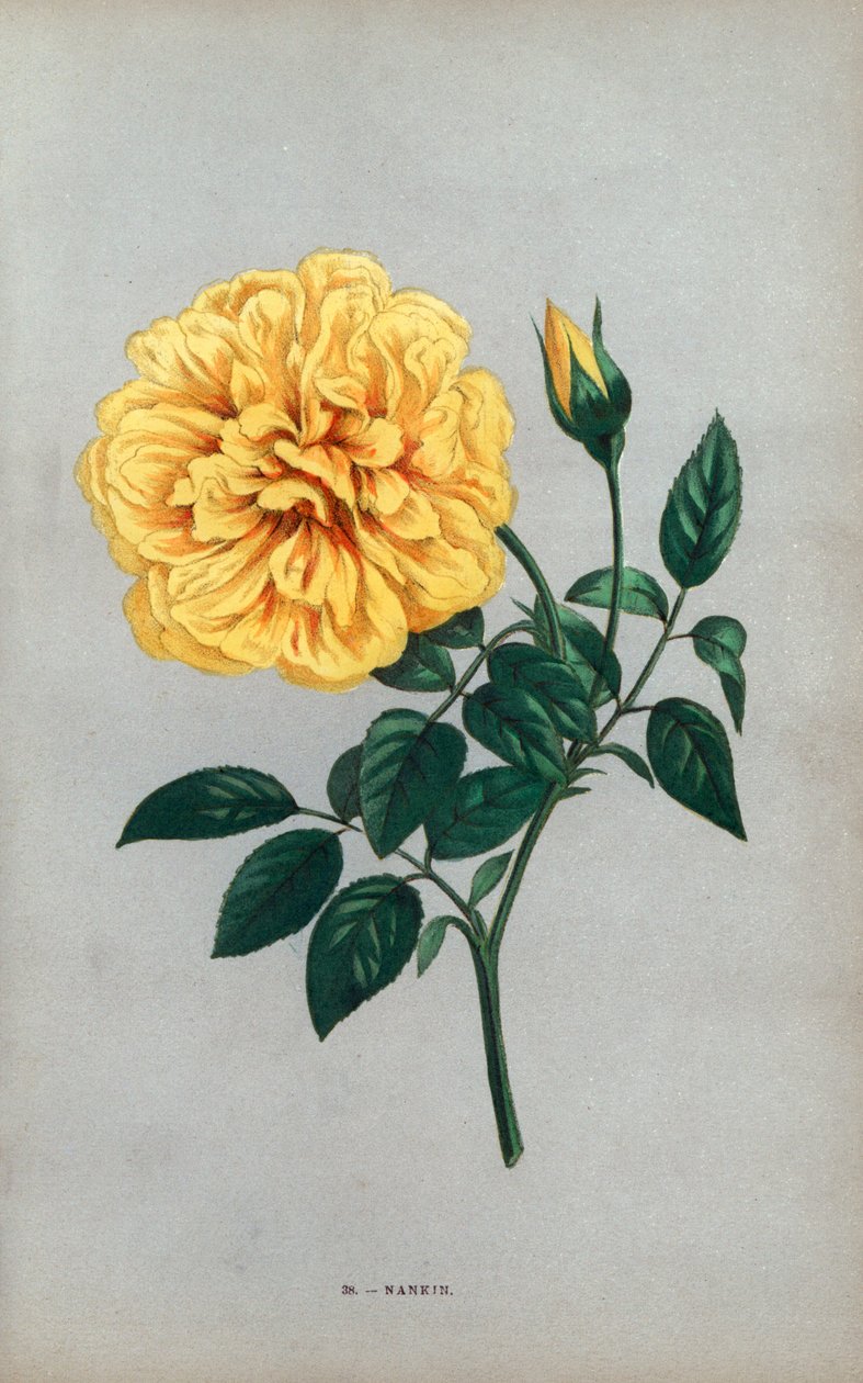Rosa de Nanjing, variedade amarela da rosa de chá criada por Monsieur Ducher em Lyon em 1871. Cromolitografia desenhada e litografada segundo a natureza por F. Grobon a partir da obra "Les Roses" de Hippolyte Jamain e Eugene Forney, Paris, J. Rothschild de Unbekannter Künstler