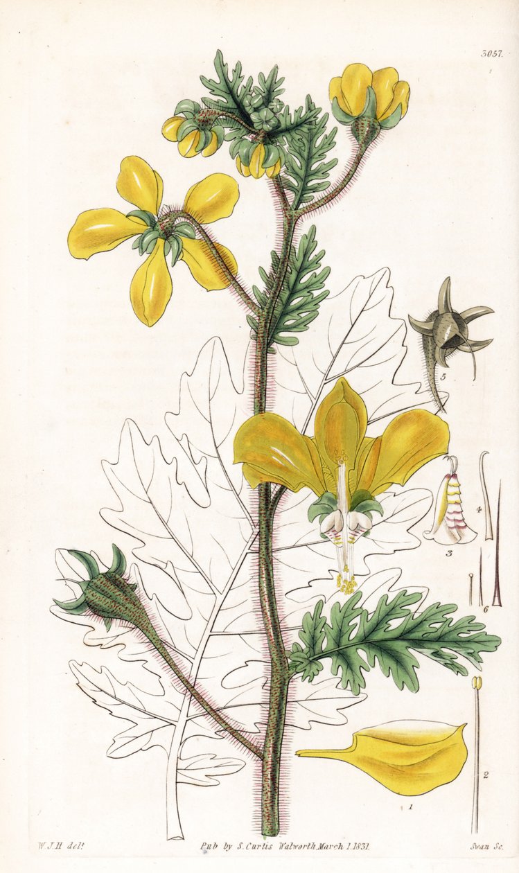 Nasa urens (Loasa hispida, Loasa hispida). Gravura em chapa de cobre colorida à mão por Swan, segundo uma ilustração de William Jackson Hooker da "Botanical Magazine" de Samuel Curtis, Londres de Unbekannter Künstler