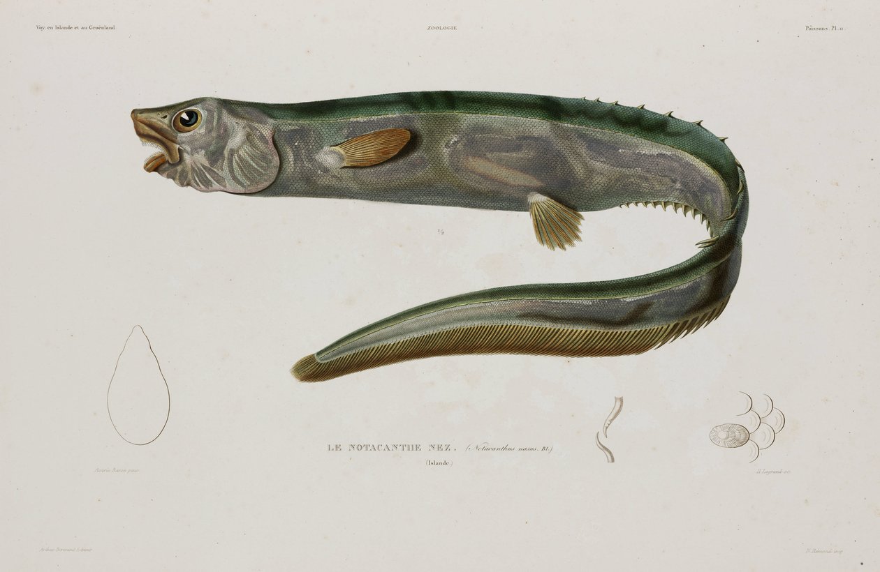 Natacanthus nasus, Islândia, início do século 19 de Unbekannter Künstler