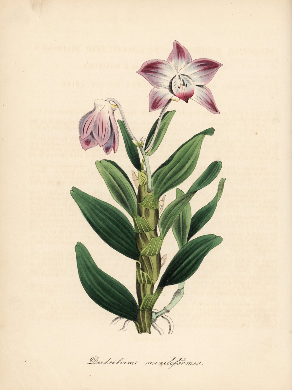 Orquídea dendrobium ou sekikoku, Dendrobium moniliforme. Zincografia colorida à mão de C. Chabot, desenhada por Miss M. A. Burnett a partir do seu "Plantae Utiliores: or Illustrations of Useful Plants", Whittaker, Londres de Unbekannter Künstler