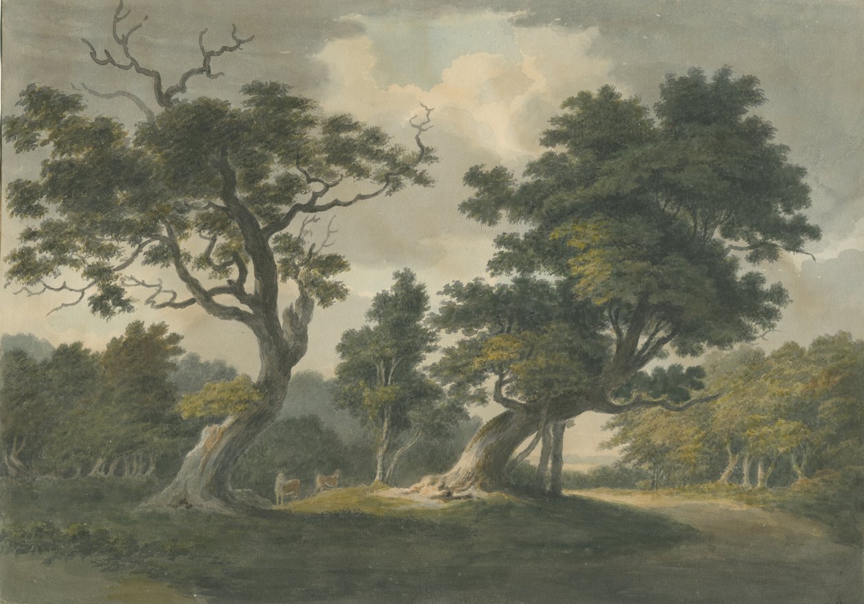 Floresta de Needwood: pintura em aquarela, nd [início do século XIX] de Unbekannt