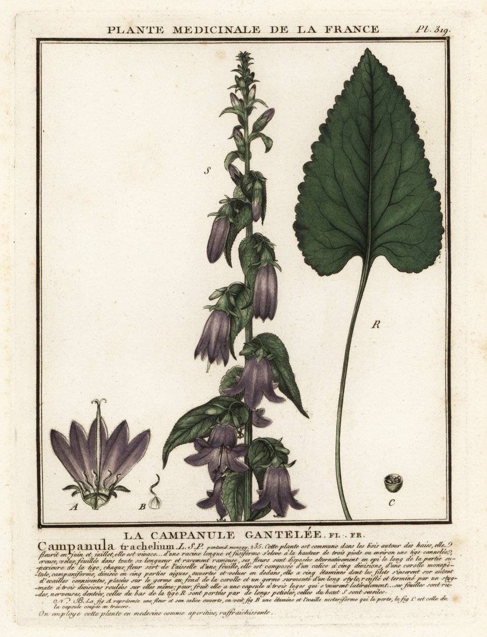 Campanula com folhas de urtiga, Campanula trachelium. de Unbekannter Künstler