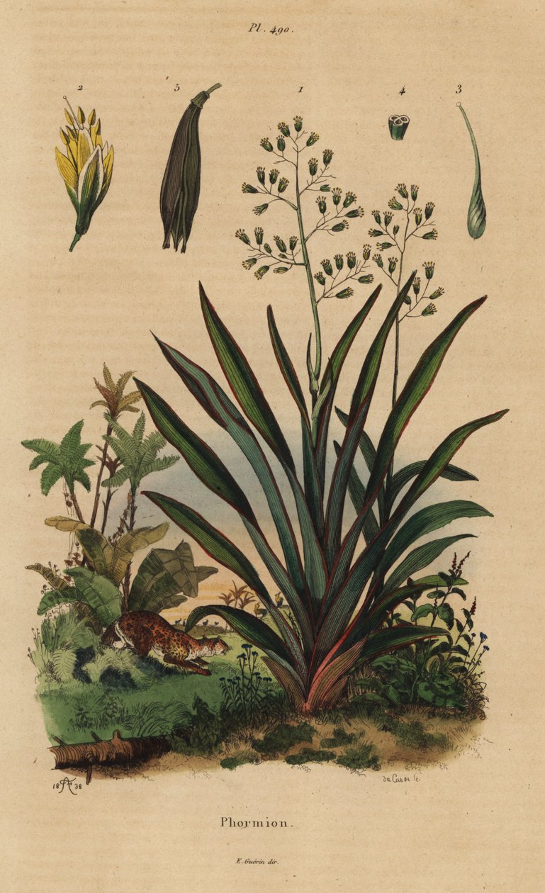 Nova Zelândia linho ou harakeke, Phormium tenax de Unbekannt