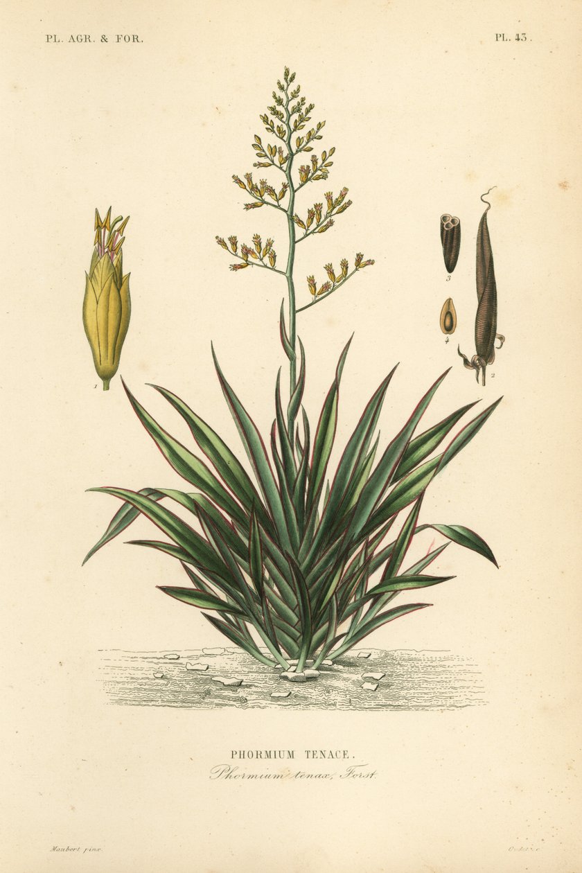 Nova Zelândia linho ou harekeke, Phormium tenax, Phormium tenace de Unbekannt