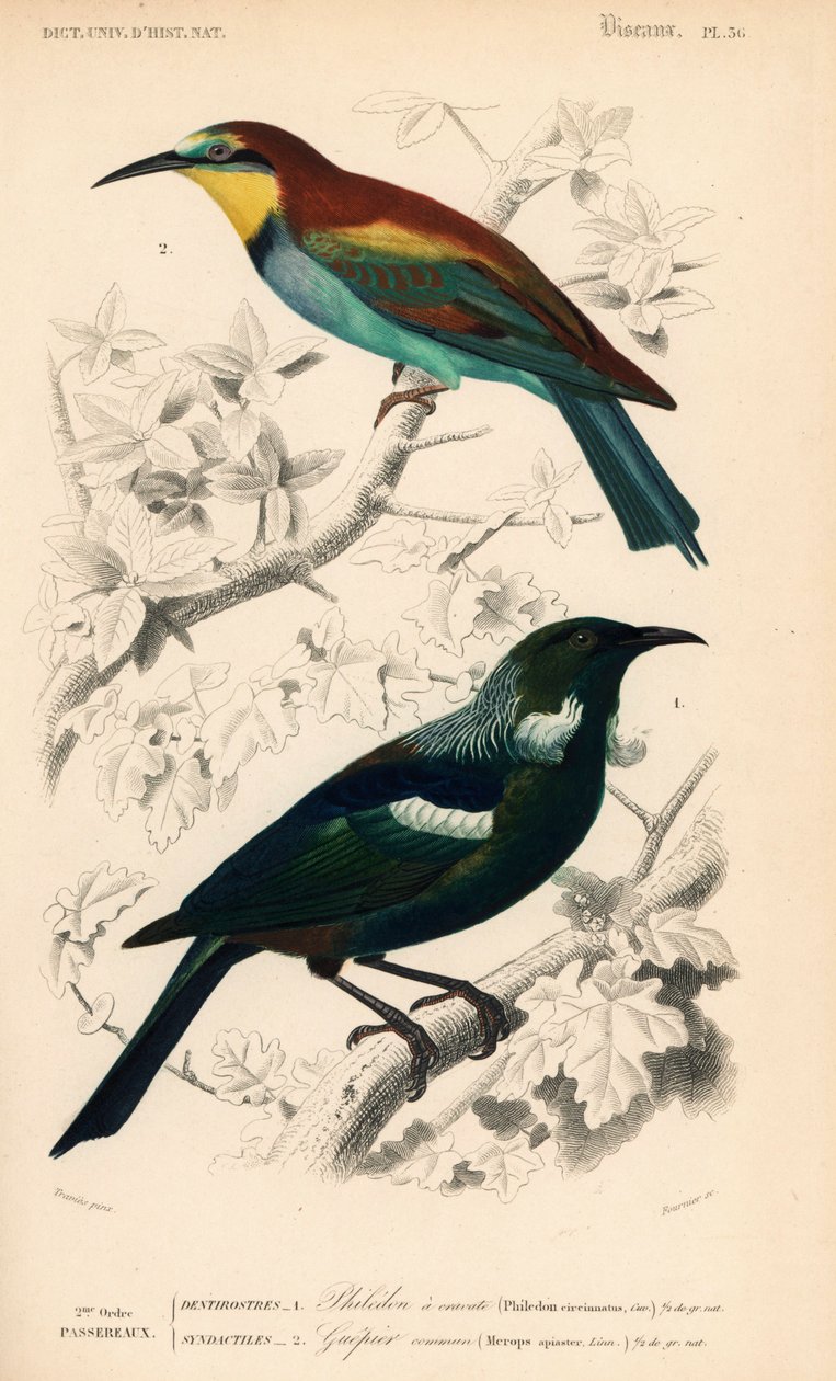Ave tui da Nova Zelândia, Prosthemadera novaeseelandiae, e abelharuco europeu, Merops apiaster. Gravura colorida à mão por Fournier a partir de uma ilustração de Edouard Travies do Dictionnaire Universale d