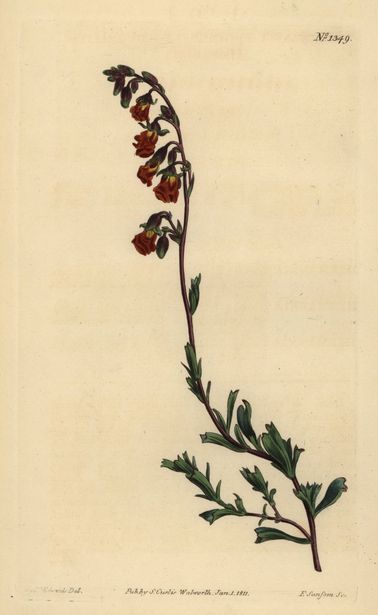 Hermannia nocturna, Hermannia flammea de Unbekannt
