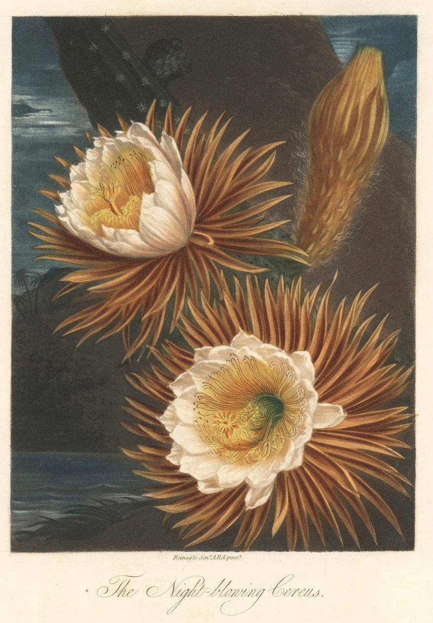Floração nocturna da planta da fruta do dragão ou pitaya Água forte, extraída de The Temple of Flora, do Dr. Robert Thornton (1768-1837) de Unbekannter Künstler