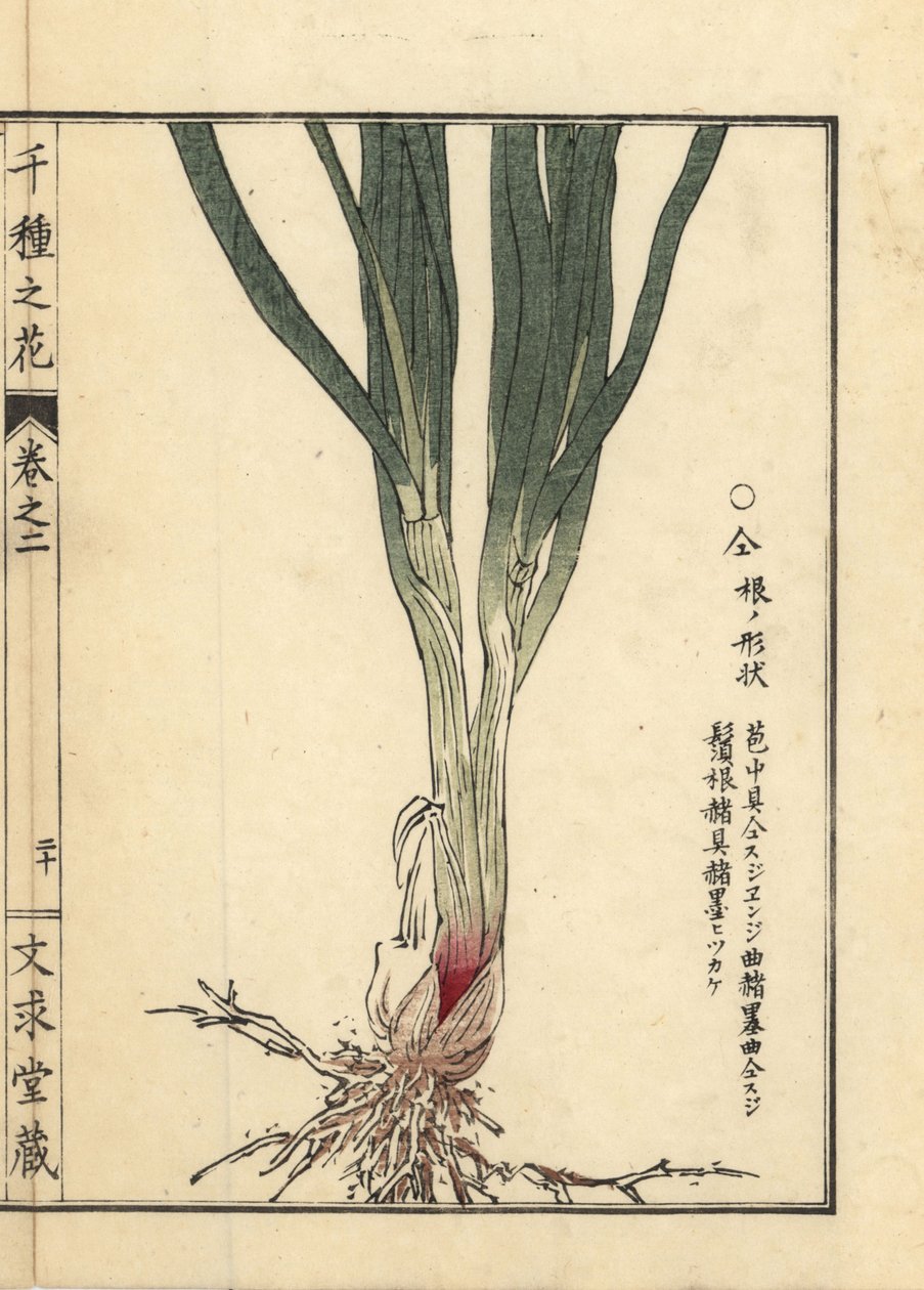 Raiz e caule de Nira ou cebolinho chinês, Allium tuberosum Rottler ex Spreng. Gravura em madeira colorida à mão de Kono Bairei de Senshu no Hana (Mil Variedades de Flores), Bunkyudo, Quioto de Unbekannter Künstler