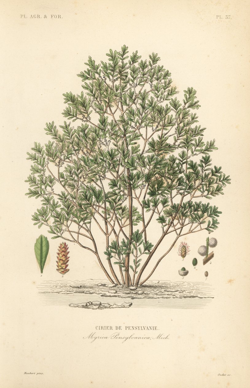Bayberry do Norte, Myrica pensylvanica, cirier de pensylivanie de Unbekannt
