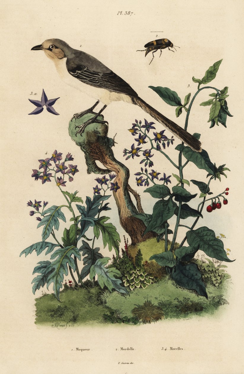 Ave zombeteira do Norte, Mimus polyglottos orpheus 1, Sombrio agridoce, Solanum dulcamara 3, Solanum quercifolium 4, Mordella fasciata beetle 2 de Unbekannt