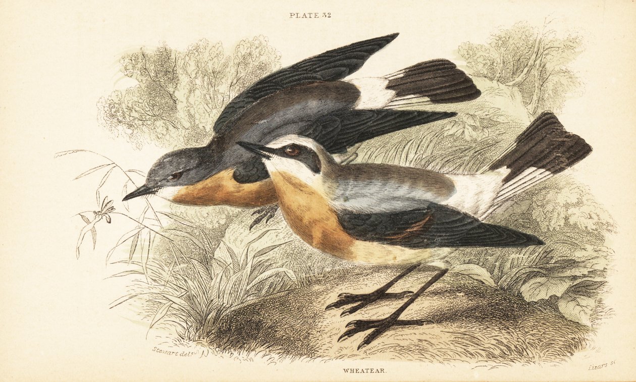 Wheatear do Norte, Oenanthe oenanthe. 1889 (gravura) de Unbekannter Künstler