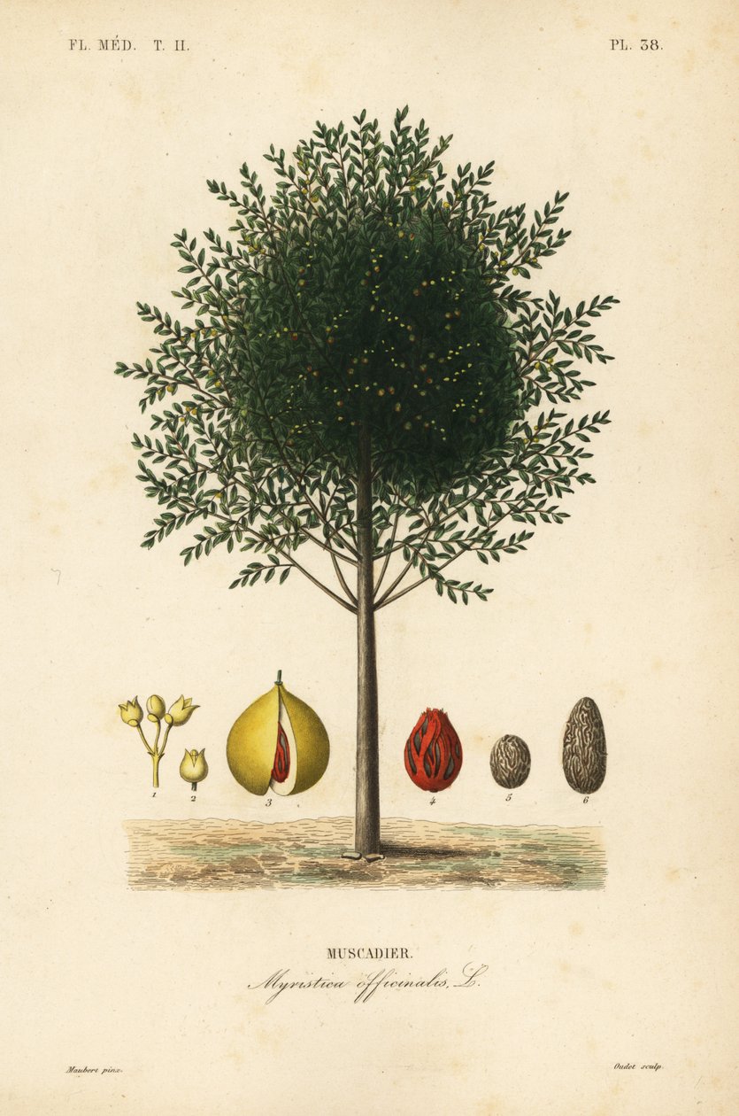 Noz-moscada e maceira, Myristica fragrans, Myristica officinalis, Muscadier de Unbekannt