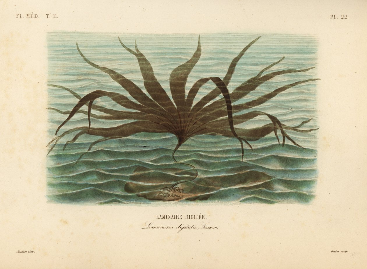 Oarweed, Laminaria digitata, Laminaire digitee de Unbekannt