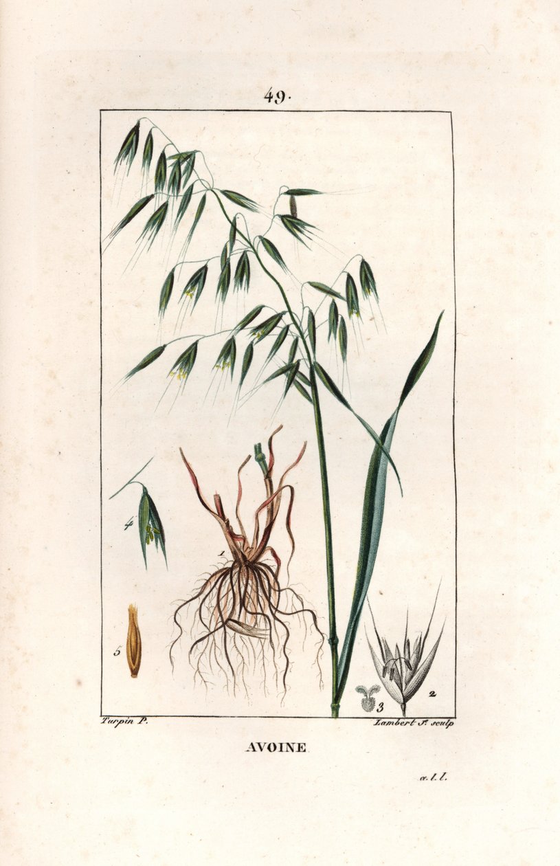 Aveia Cultivee ou aveia bizantina - Gravura de Lambert fils, a partir de um desenho de Pierre Jean Francois Turpin (1775-1840), extraído de La flore medicale, de Chaumeton, Poiret et Chamberet, Paris 1830 - Aveia, Avena sativa - Gravura de Lambert Junior d de Unbekannter Künstler