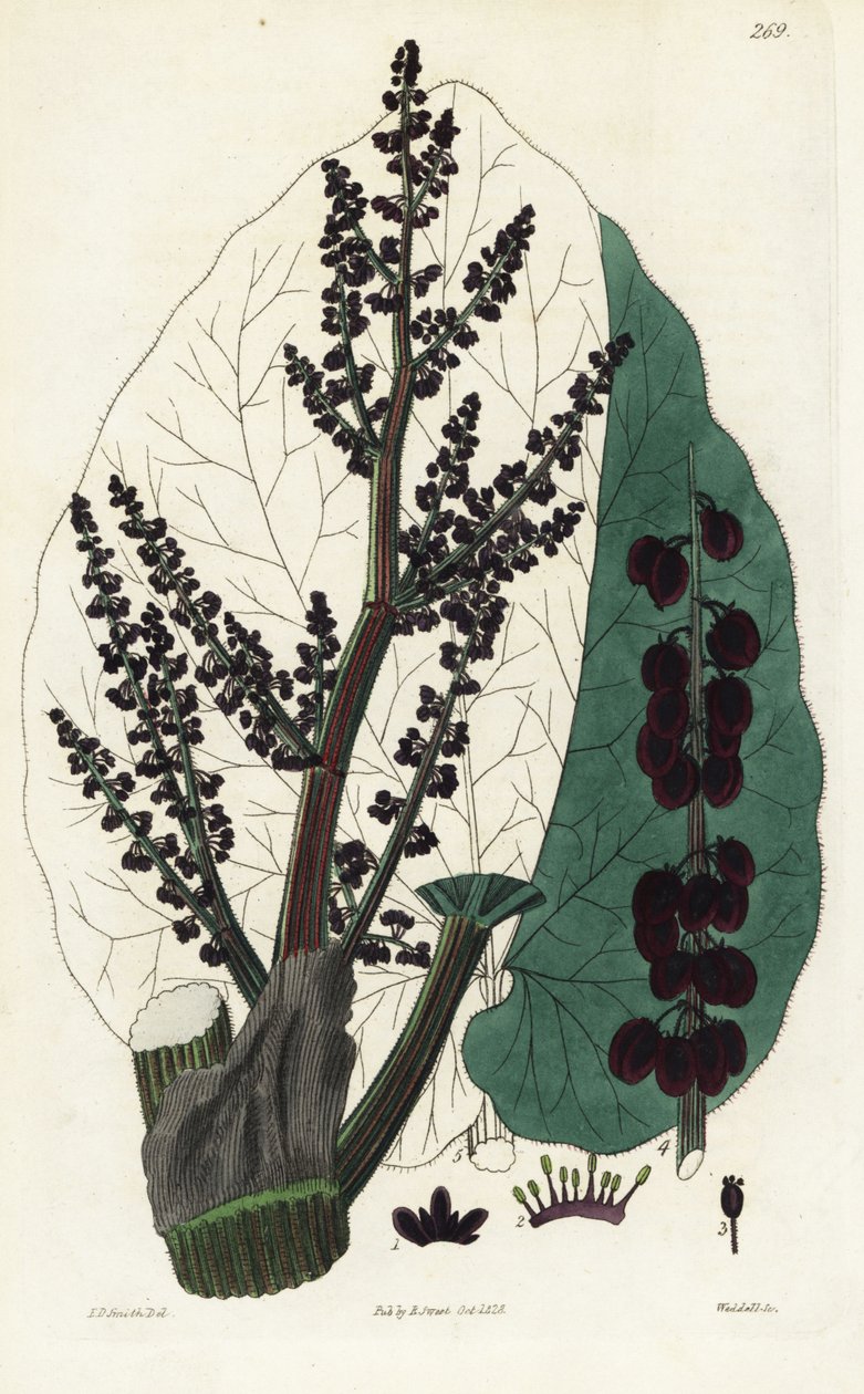 Ruibarbo oficial, Southern Rheum. Gravura em chapa de cobre colorida à mão por Weddell a partir de uma ilustração botânica de Edward Dalton Smith do The British Flower Garden de Robert Sweet, Ridgeway, Londres de Unbekannter Künstler