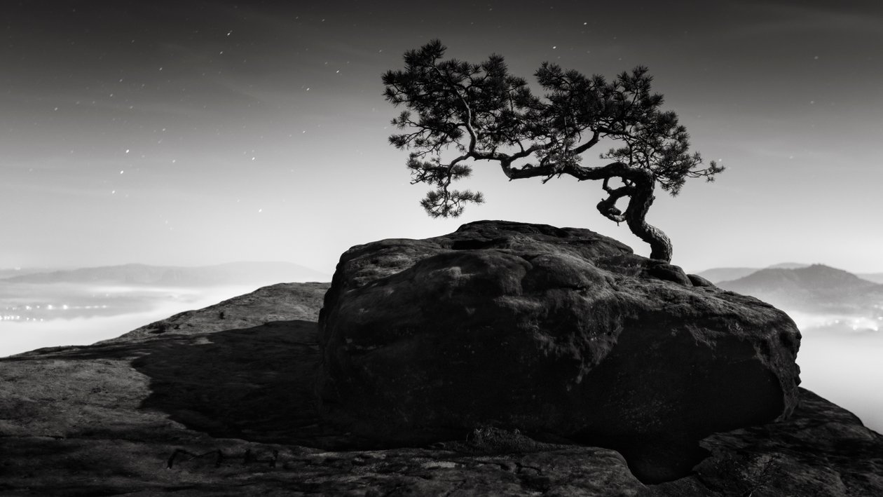 Old Pine, Lilienstein, Suíça, 2015 (foto a p/b) de Leopold Blonder