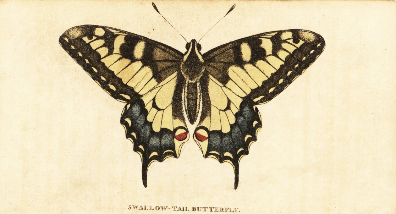 Old World swallowtail, Papilio machaon.,1800 (gravura) de Unbekannter Künstler
