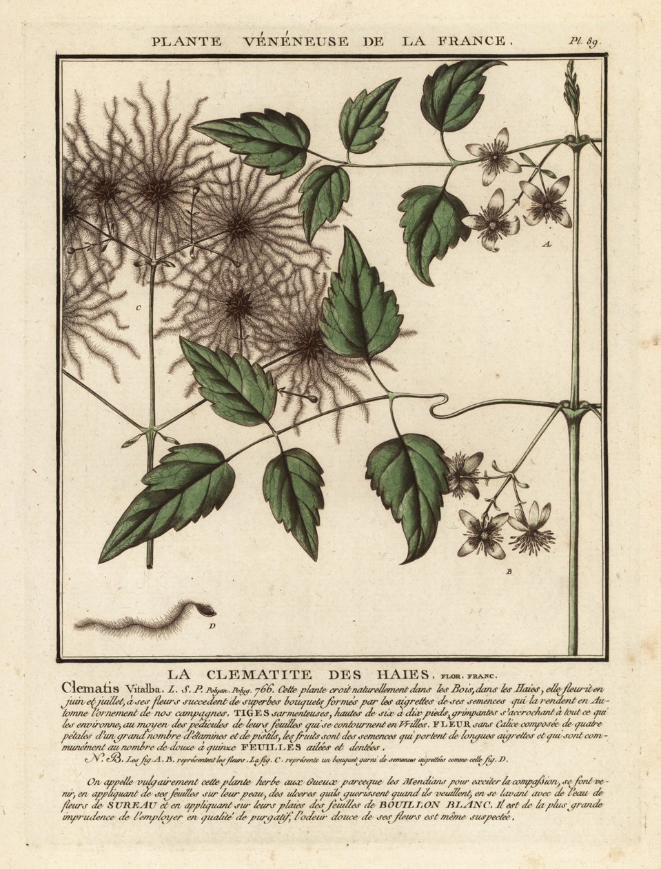 Barba do velhote, Clematis vitalba. de Unbekannter Künstler
