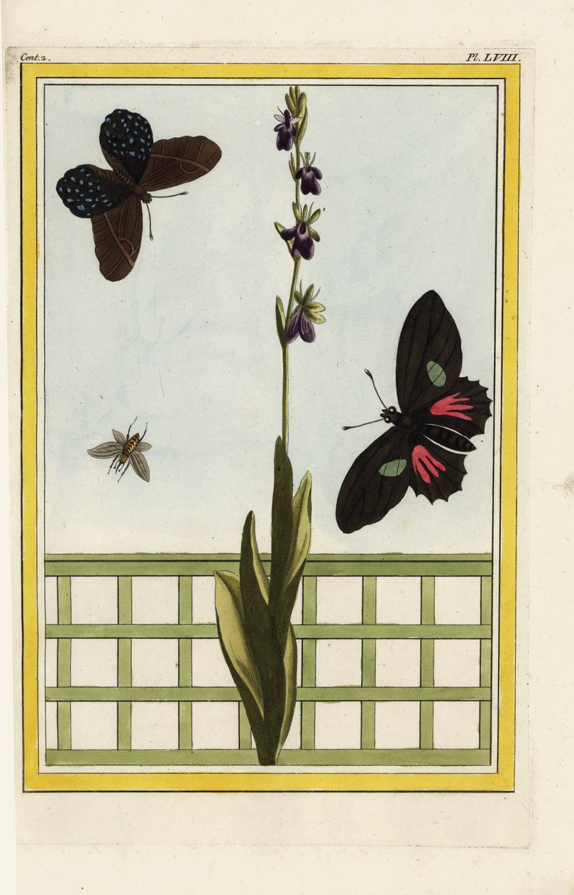 A Ophrise tem flores em forma de inseto. Orquídea mosca, Ophrys insectifera. Doris longwing, Heliconius doris. Gravura colorida à mão de Pierre Joseph Buchoz "Coleção preciosa e iluminada das mais belas e curiosas flores, cultivadas tanto nos jardins de de Unbekannter Künstler