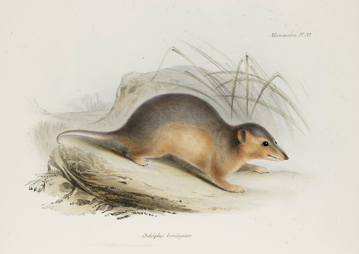 Opossum, c 1832-1836 de Unbekannt