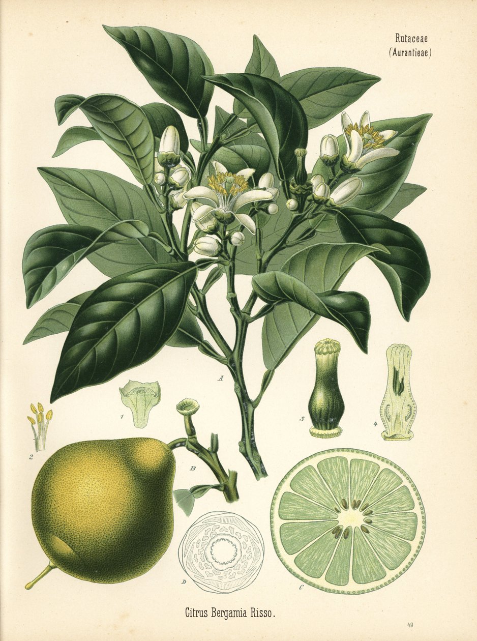 Bergamota laranja, Citrus bergamia. Cromolitografia a partir de uma ilustração botânica da obra Medicinal Plants de Hermann Adolph Koehler, editada por Gustav Pabst, Koehler, Alemanha de Unbekannter Künstler