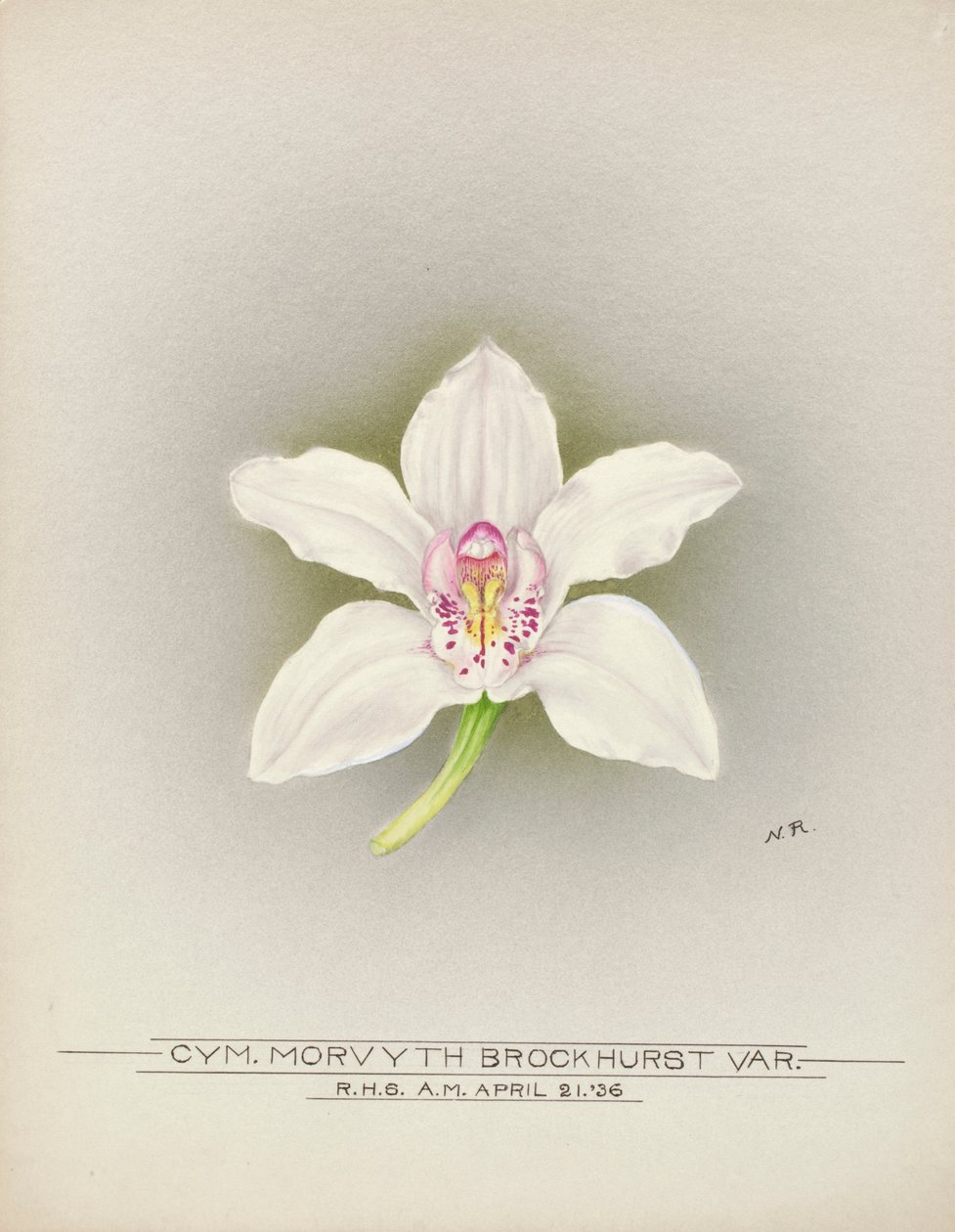 Orquídea de Unbekannter Künstler