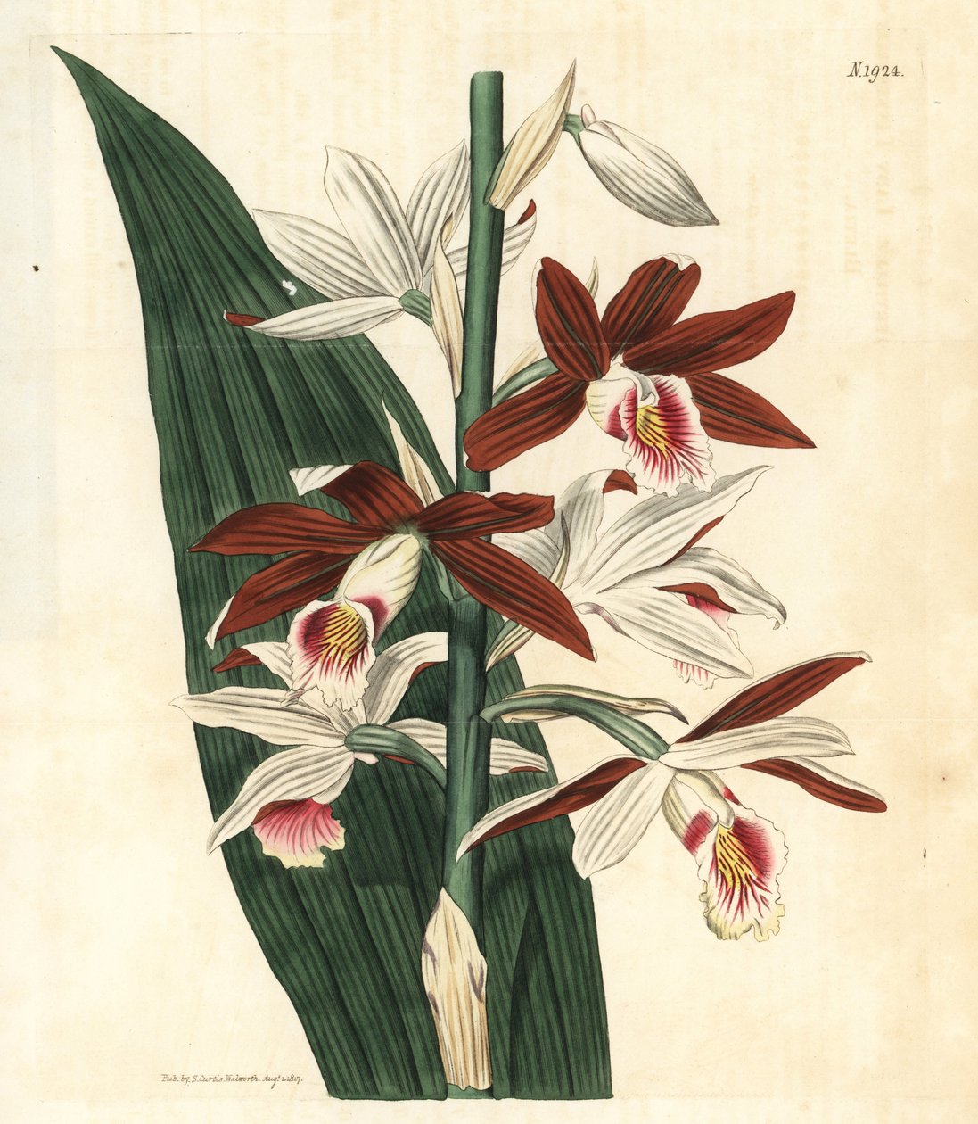 Orquídea Variedade Bifrenaria - Orquídea do pântano grande Phaius tankervilleae (Bletia de Lady Tankerville, Bletia tankervilliae). Ameaçada de extinção. Gravura botânica colorida à mão da Curtis