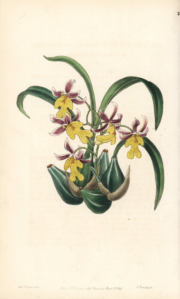 Variedade de Orquídea Oncidium - Oncidium ghiesbreghtianum orchid (Mr. Warner
