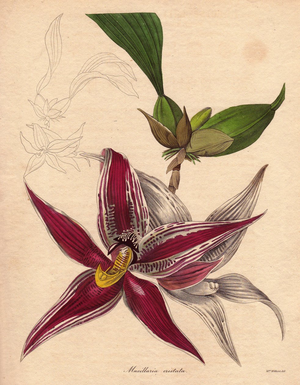 Variedade de orquídea, Paphinia (Maxillaria) cristata, espécie endémica do norte da América do Sul. Inflorescência pendente com uma flor em forma de estrela, de cor vermelha carmesim com riscas brancas. Ilustração de Augusta Innes Withers (1793-1877), em T de Unbekannter Künstler