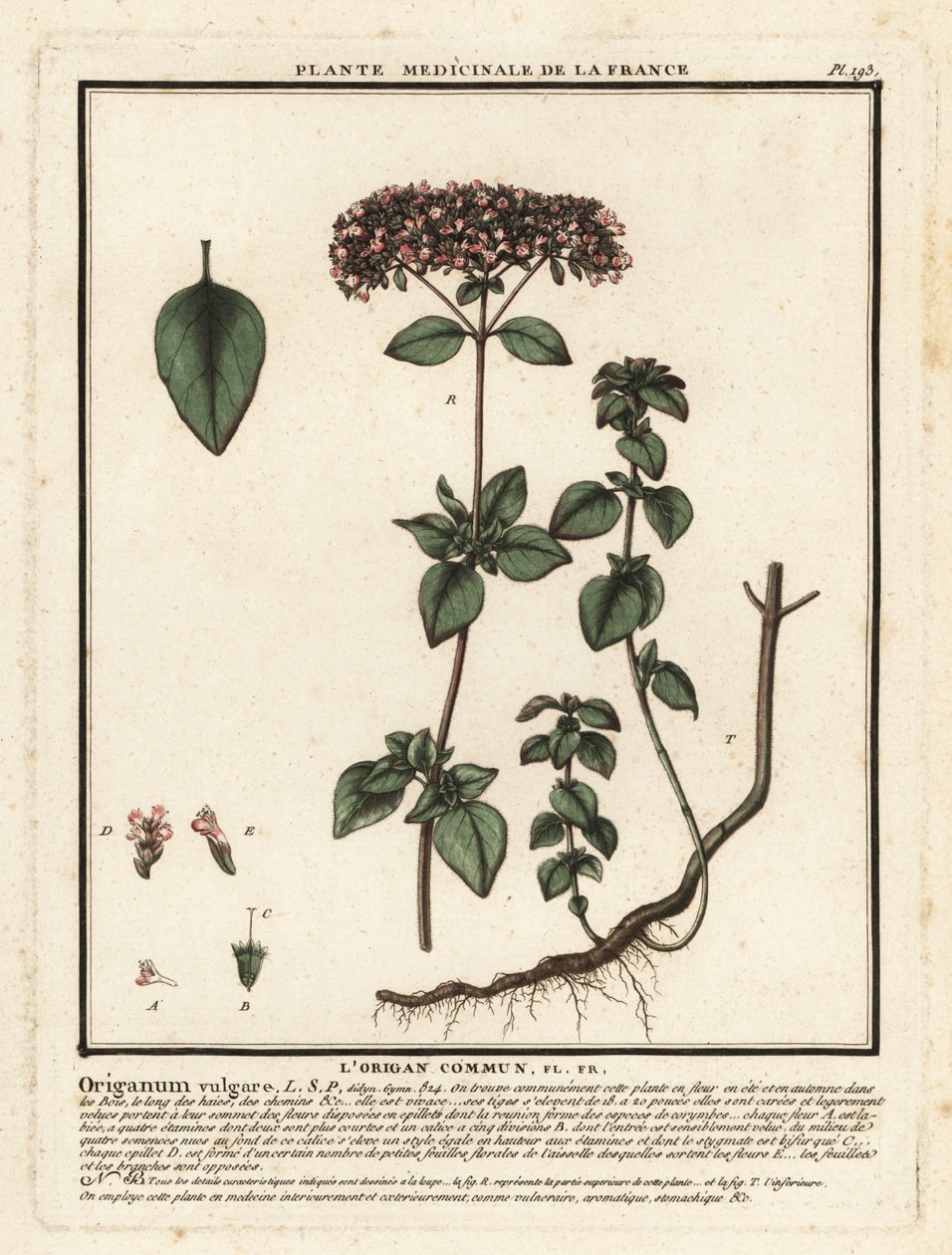 Oregãos ou manjerona selvagem, Origanum vulgare. de Unbekannter Künstler
