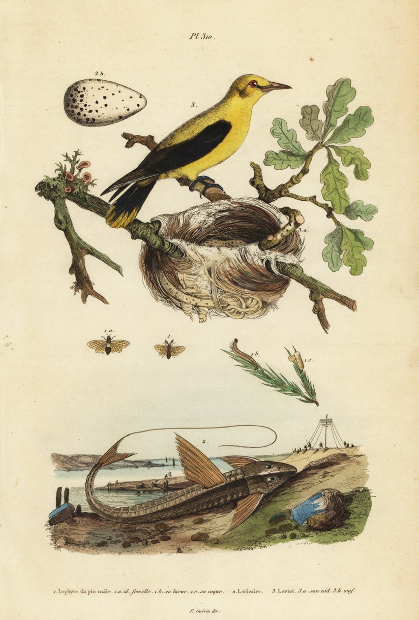 Pintassilgo Oriole, Gymnomystax mexicanus, ninho e ovos 3, peixe-gato blindado loricarídeo de chocolate, Loricaria cataphracta 2, e sertilhão de pinheiro, Neodiprion sertifer 1 de Unbekannt