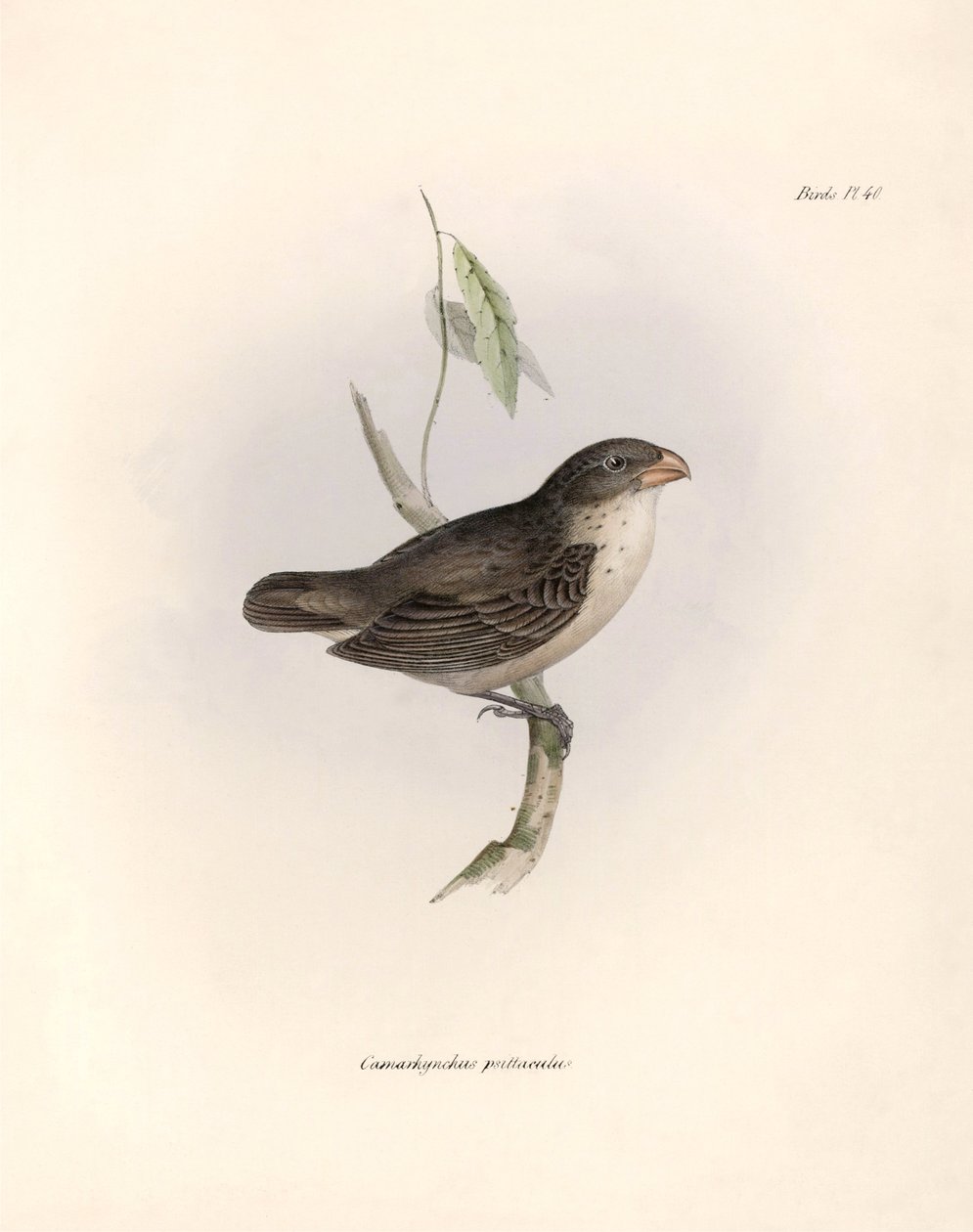Ornitologia: "Camarhynchus psittaculus ou Geospize psittacin" Descrição de um passeriforme por Charles Darwin (1809-1882) observado durante a sua expedição a bordo do Beagle. Placa de "The zoology of the voyage of H.M.S. Beagle. Flight. III, Aves descritas de Unbekannter Künstler
