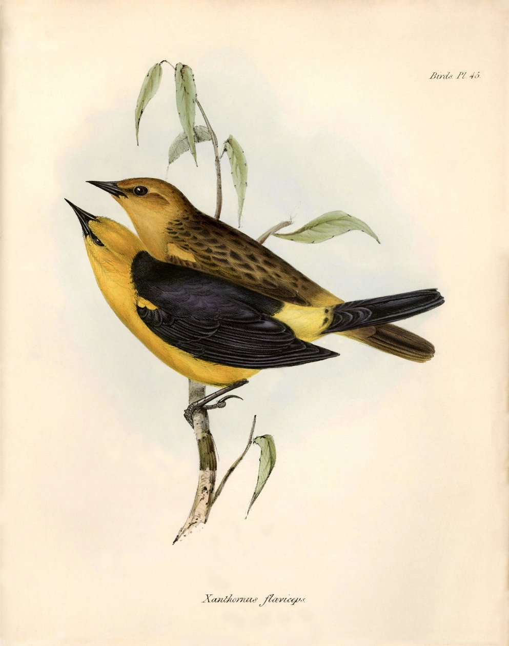 Ornitologia: "Certhidea olivacea" Azeitona geospize observada e descrita por Charles Darwin durante a sua expedição a bordo do Beagle. Placa de "The zoology of the voyage of H.M.S. Beagle. Flight. III, Aves descritas por John Gould, com indicação das suas de Unbekannter Künstler