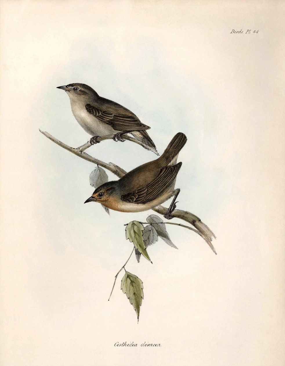 Ornitologia: "Certhidea olivacea" Azeitona geospize observada e descrita por Charles Darwin durante a sua expedição a bordo do Beagle. Placa de "The zoology of the voyage of H.M.S. Beagle. Flight. III, Aves descritas por John Gould, com indicação das suas de Unbekannter Künstler