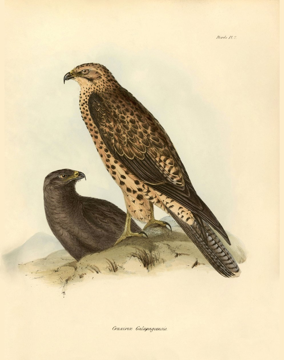 Ornitologia: Bico "Craxirex Galapagoensis" das Galápagos descrito por Charles DarWin (1809-1882) durante a sua expedição a bordo do Beagle. Placa de "Birds described by John Gould, with notice of their habits by Charles Darwin de Unbekannter Künstler