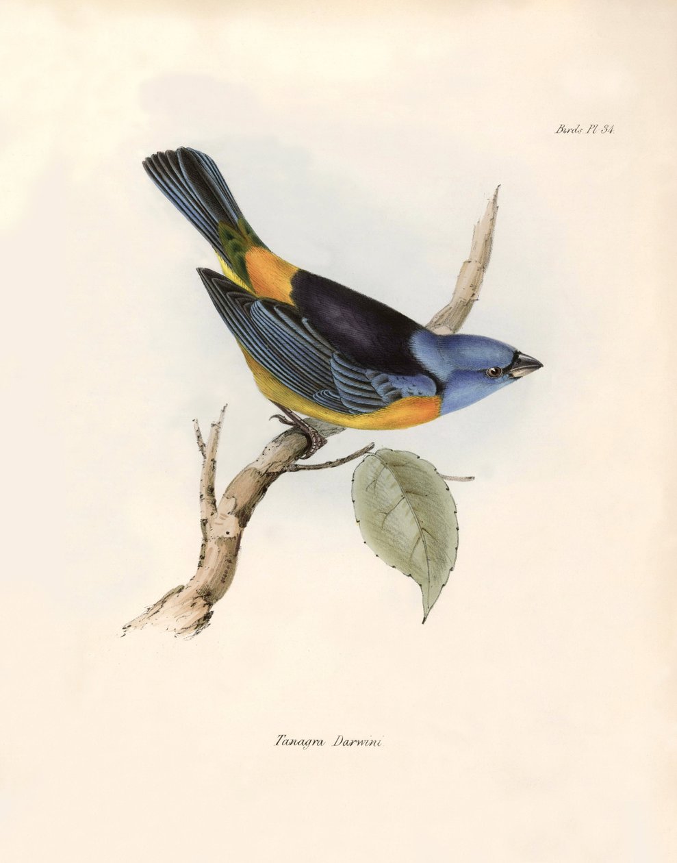 Ornitologia: "Os thraupinos de Darwin (ou Thraupinae)" Descrição de um passeriforme por Charles Darwin (1809-1882) observado durante a sua expedição a bordo do Beagle. Placa de "The zoology of the voyage of H.M.S. Beagle. Flight. III, Aves descritas por Jo de Unbekannter Künstler