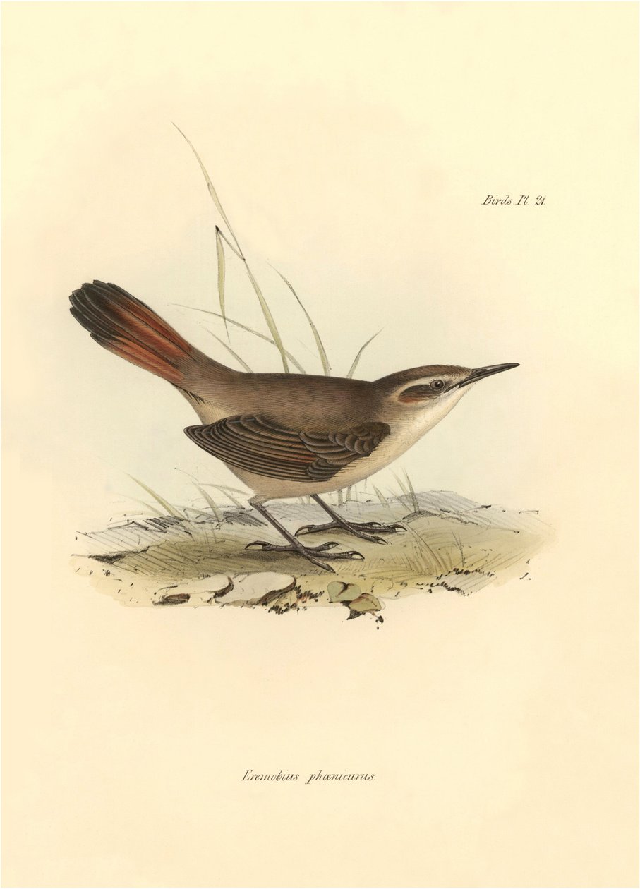 Ornitologia: "Eremobius phoenicurus" descrito por Charles Darwin durante a sua expedição a bordo do Beagle. Placa de "The zoology of the voyage of H.M.S. Beagle. Flight. III, Aves descritas por John Gould, com informações sobre os seus hábitos por Charles  de Unbekannter Künstler